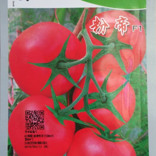 以色列引进粉果番茄种子 番茄种子 粉果番茄种子