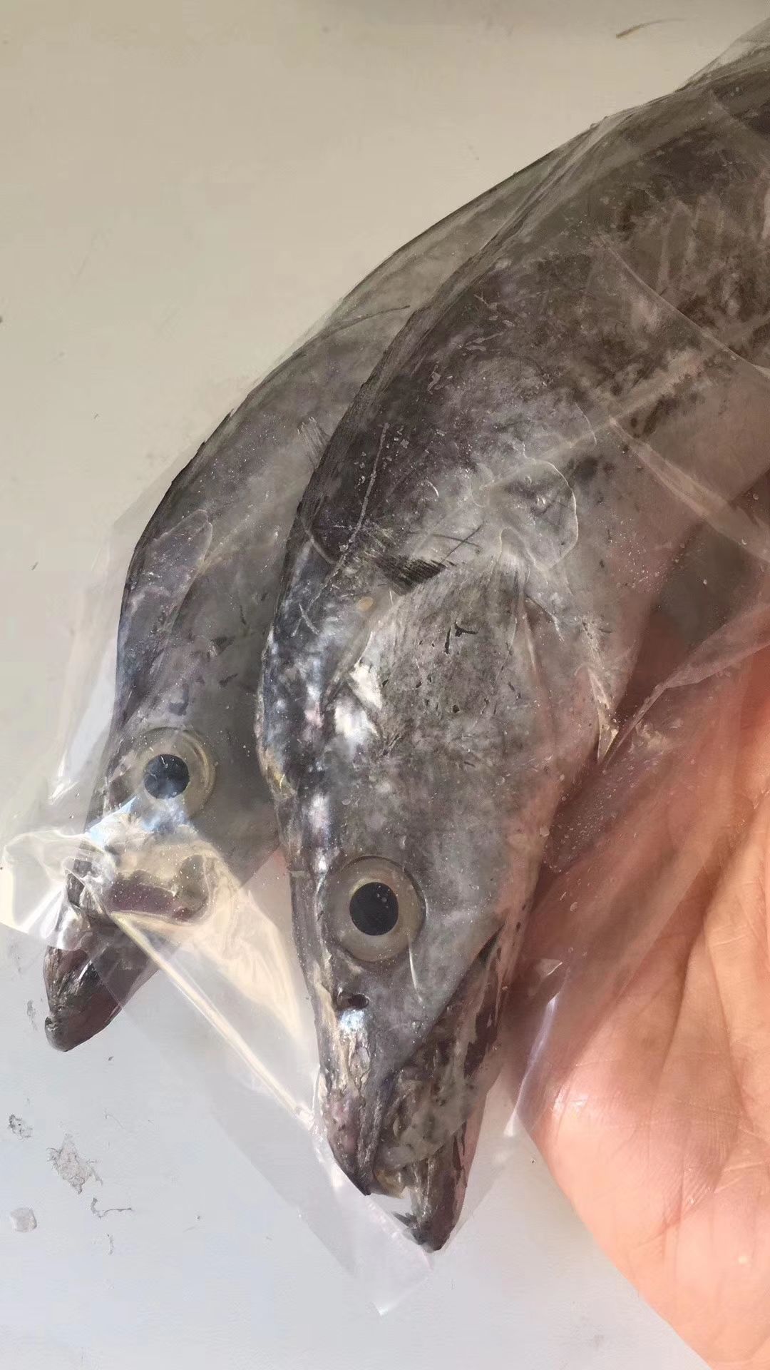 舟山雷达网带鱼最好吃的舟山带鱼最好的带鱼