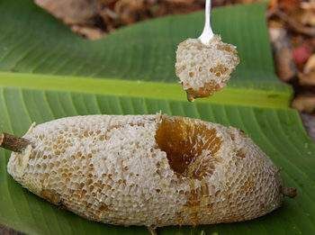 勐腊县 来自老挝的蜂蜜
