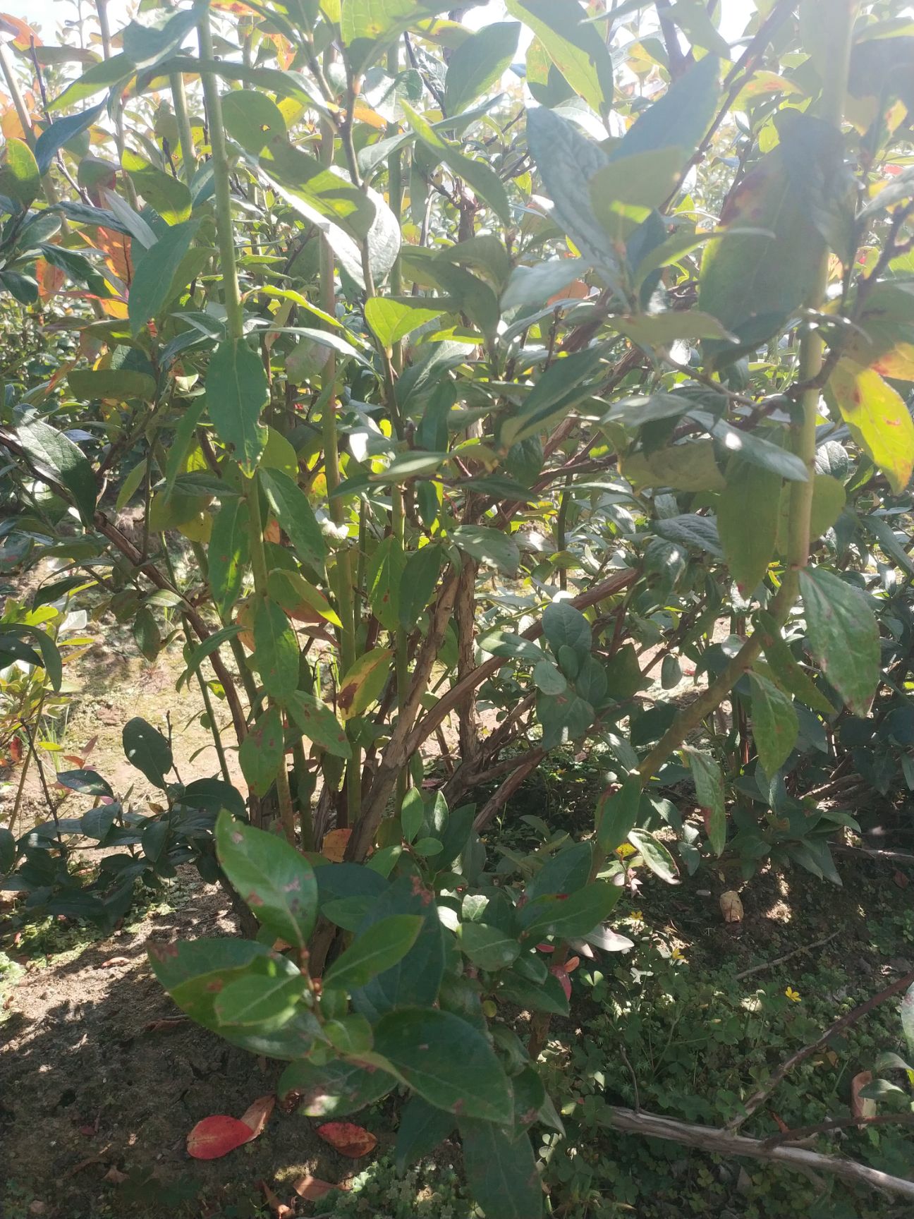 蓝莓苗  出售占地蓝莓大树