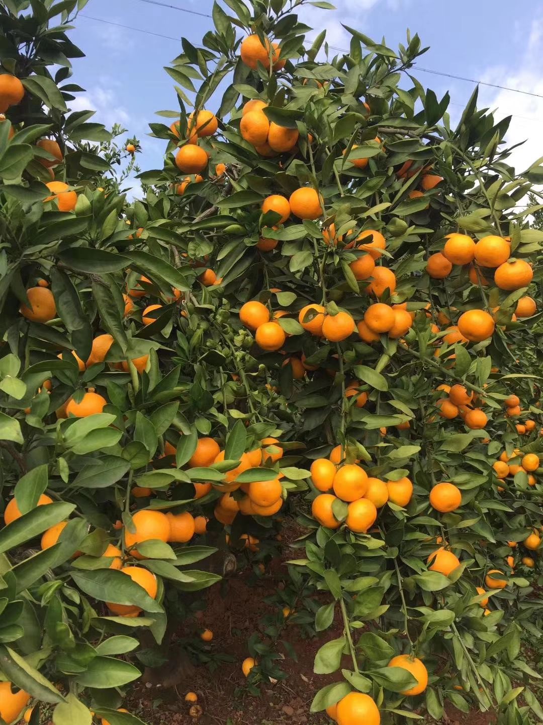  柑桔（温州蜜桔）