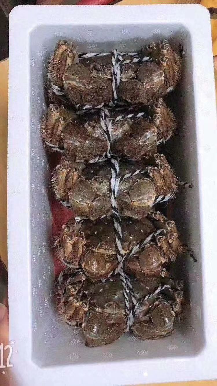  大闸蟹批发零售