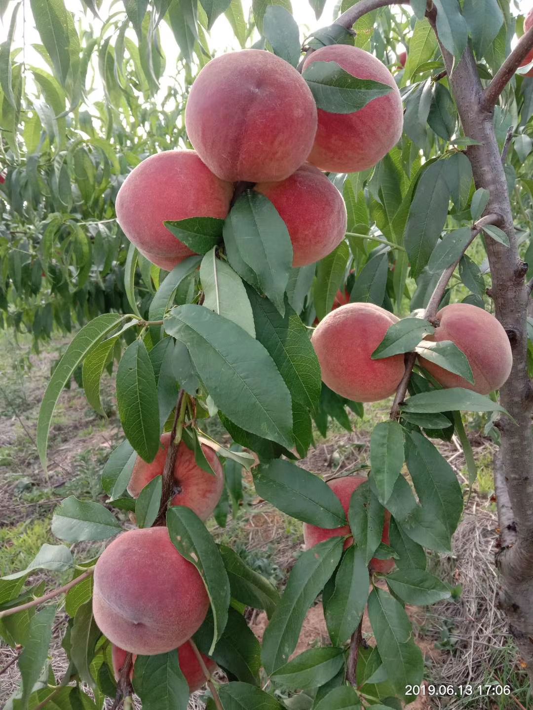 中油9号桃树苗 早熟中桃九号桃苗