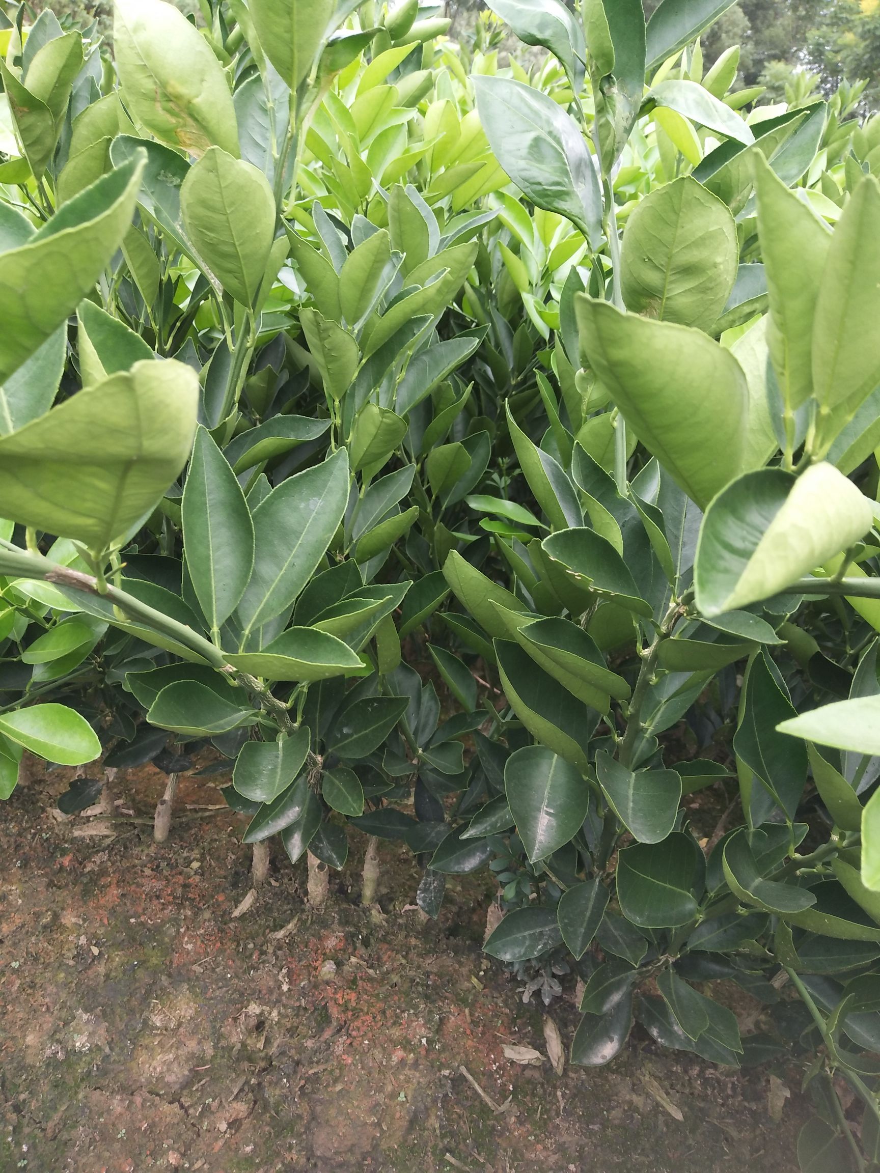 红肉脐橙苗 0.5~1米 嫁接苗