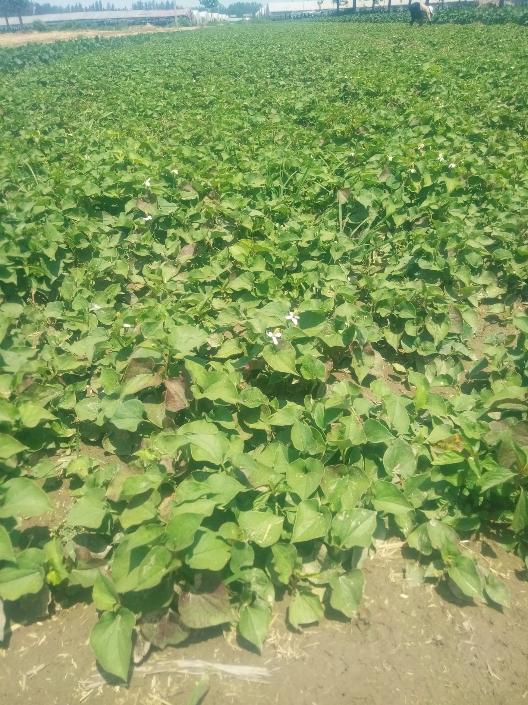 鱼腥草根  凡亚光
鱼星䓬与新鲜



鱼星草新鲜根100斤起批1斤3