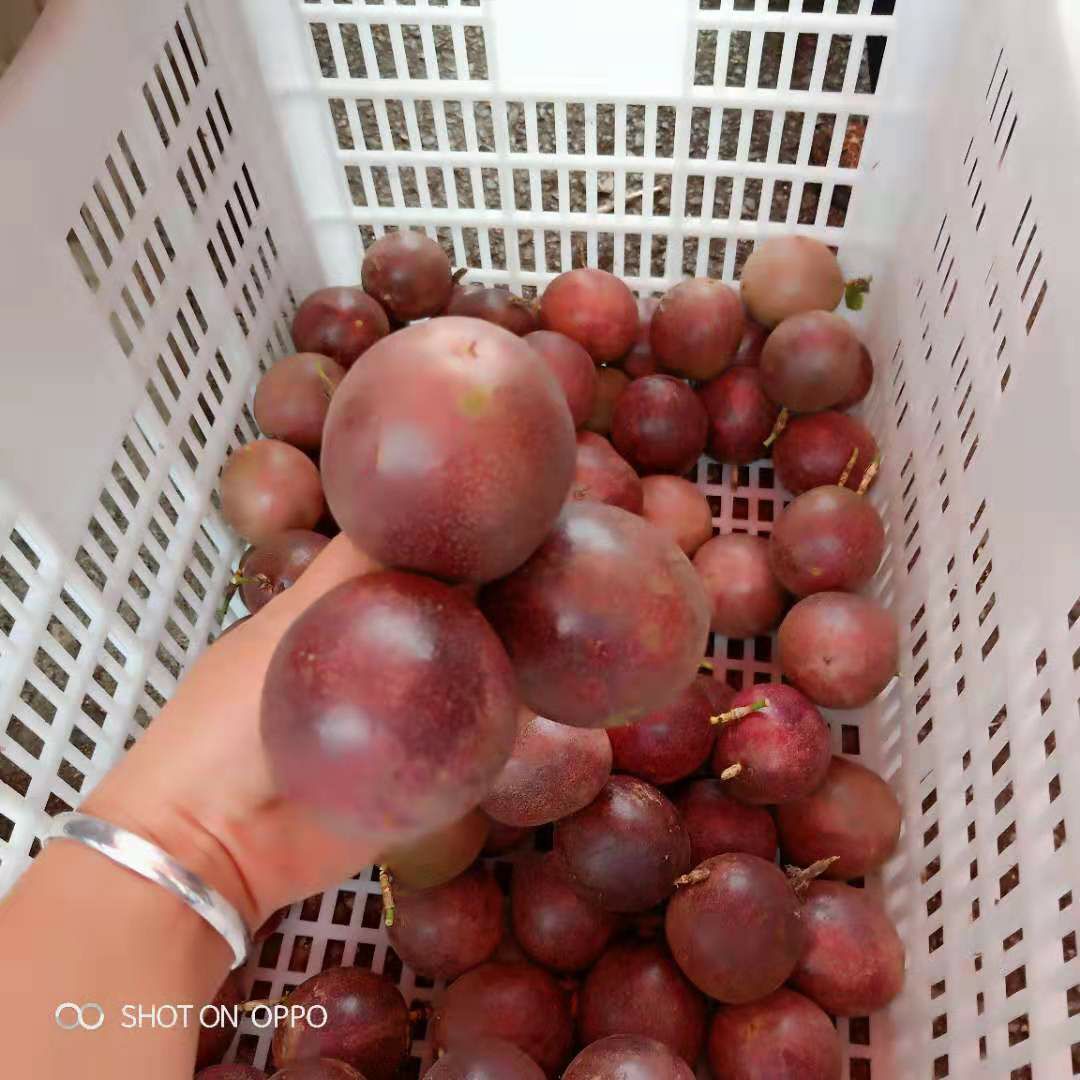 紫香一号百香果 国家扶贫产业！绿色食品