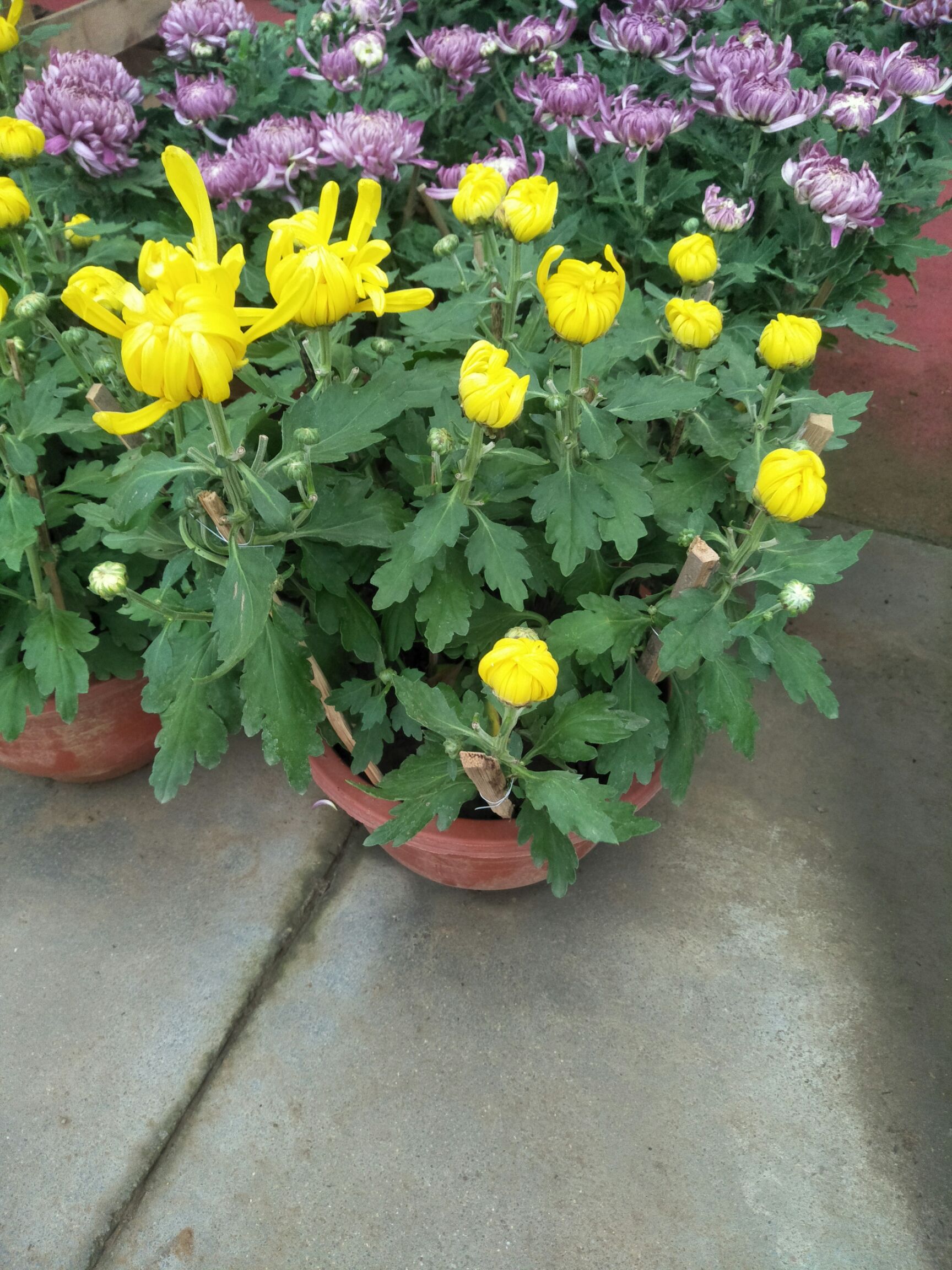 金丝皇菊苗 各种规格的菊花