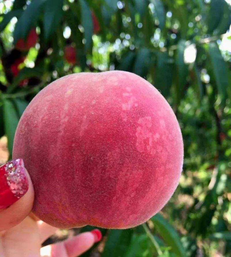 血桃苗 1.5~2.0米