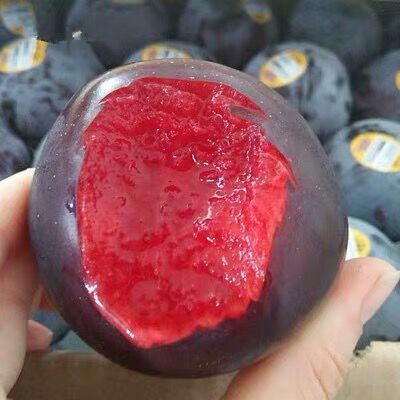蜂糖李树苗 蜂糖李子苗 黑布林 恐龙蛋李子苗 包成活包结果 可签订合同