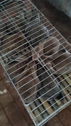 杂交兔  花巨兔 品种齐全量大优惠批发各种种兔包技术包回收。