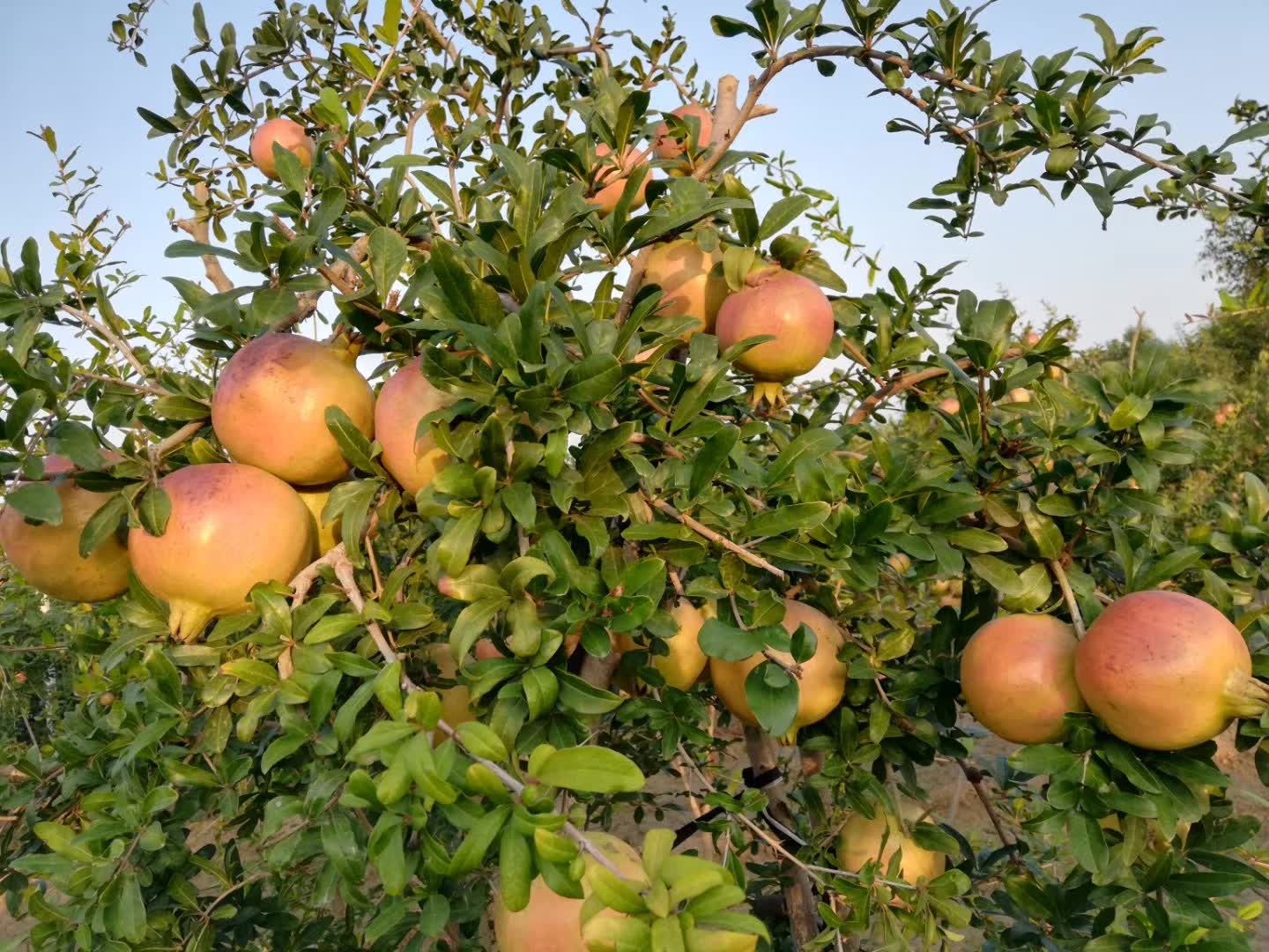  正宗河阴软籽石榴