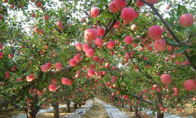  甘肃静宁苹果专家讲解分包范围看亦