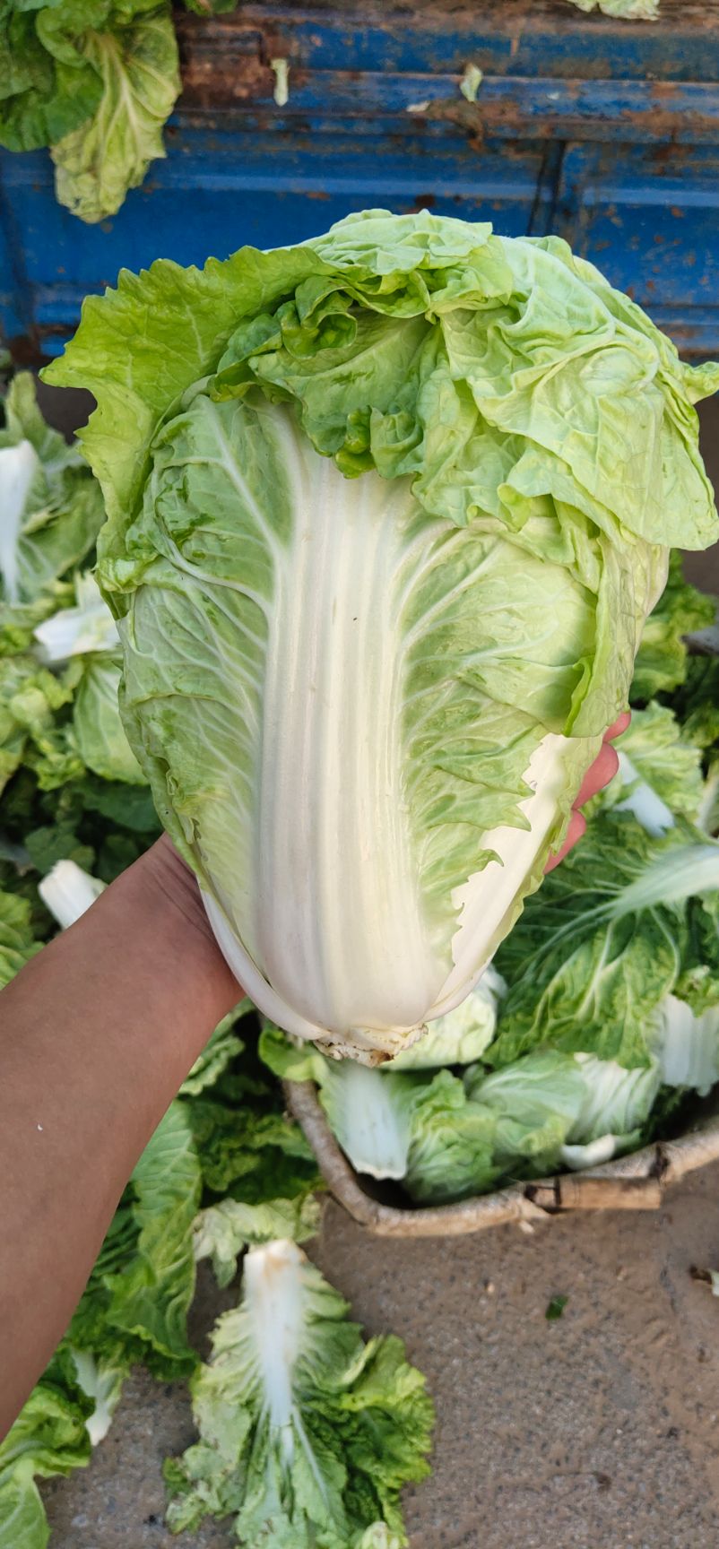 黄心大白菜  夏阳白菜，抗热王白菜，山东肥城大量供应，山东大白菜