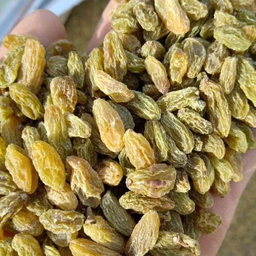 鄯善县无核葡萄干 优等