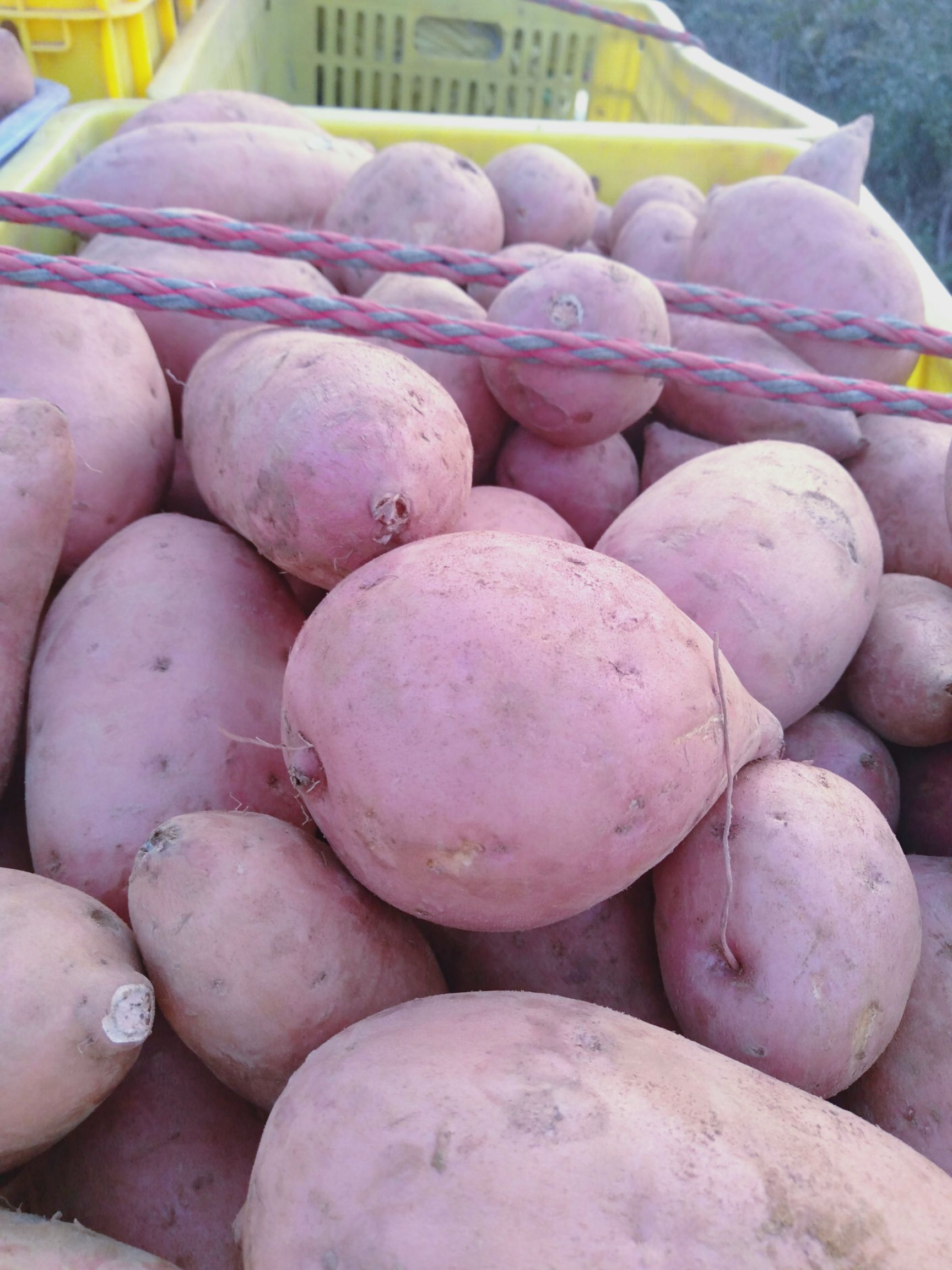 一点红红薯 混装通货 红皮