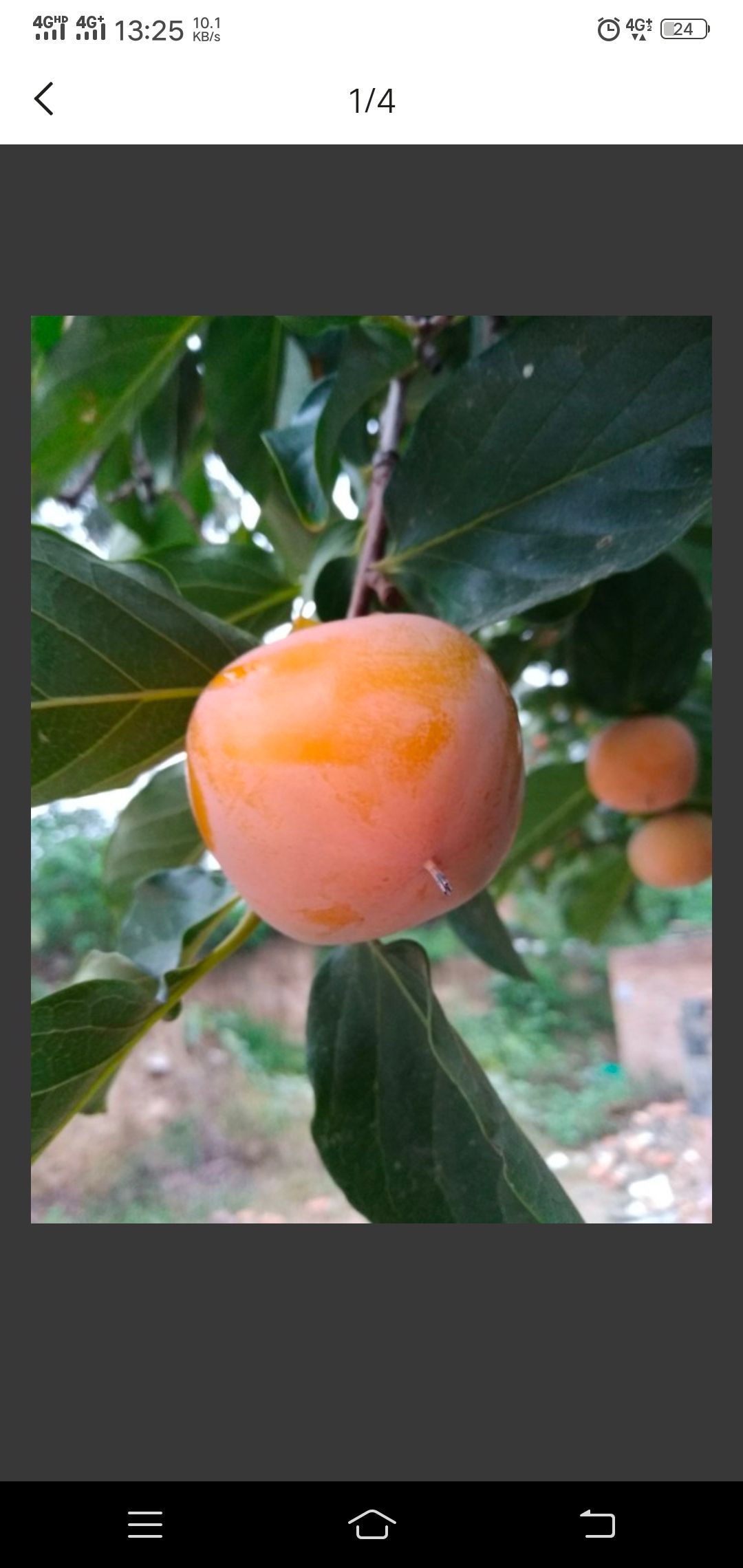 尖柿 2 - 3两以上