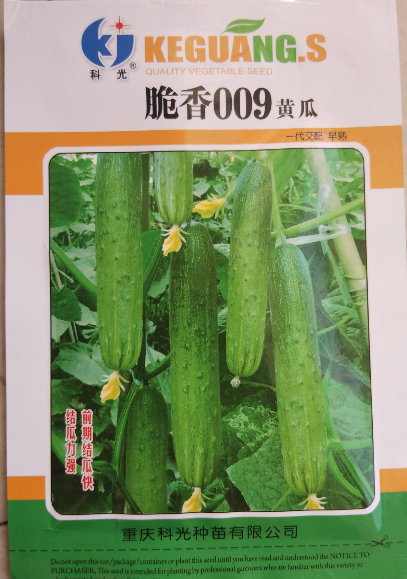 黄瓜种子 无苦味黄瓜种子（脆香009）