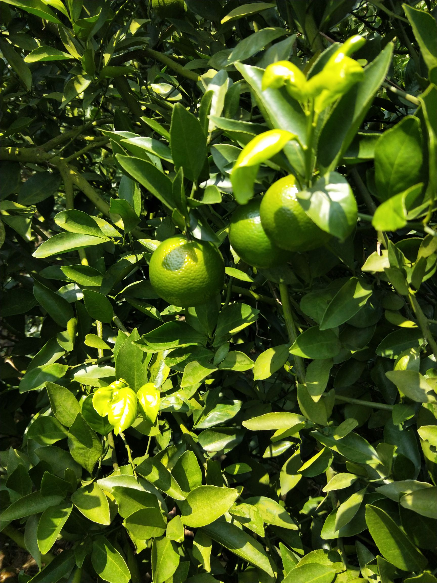 皇帝柑，对接社区团购，整车落地对接，