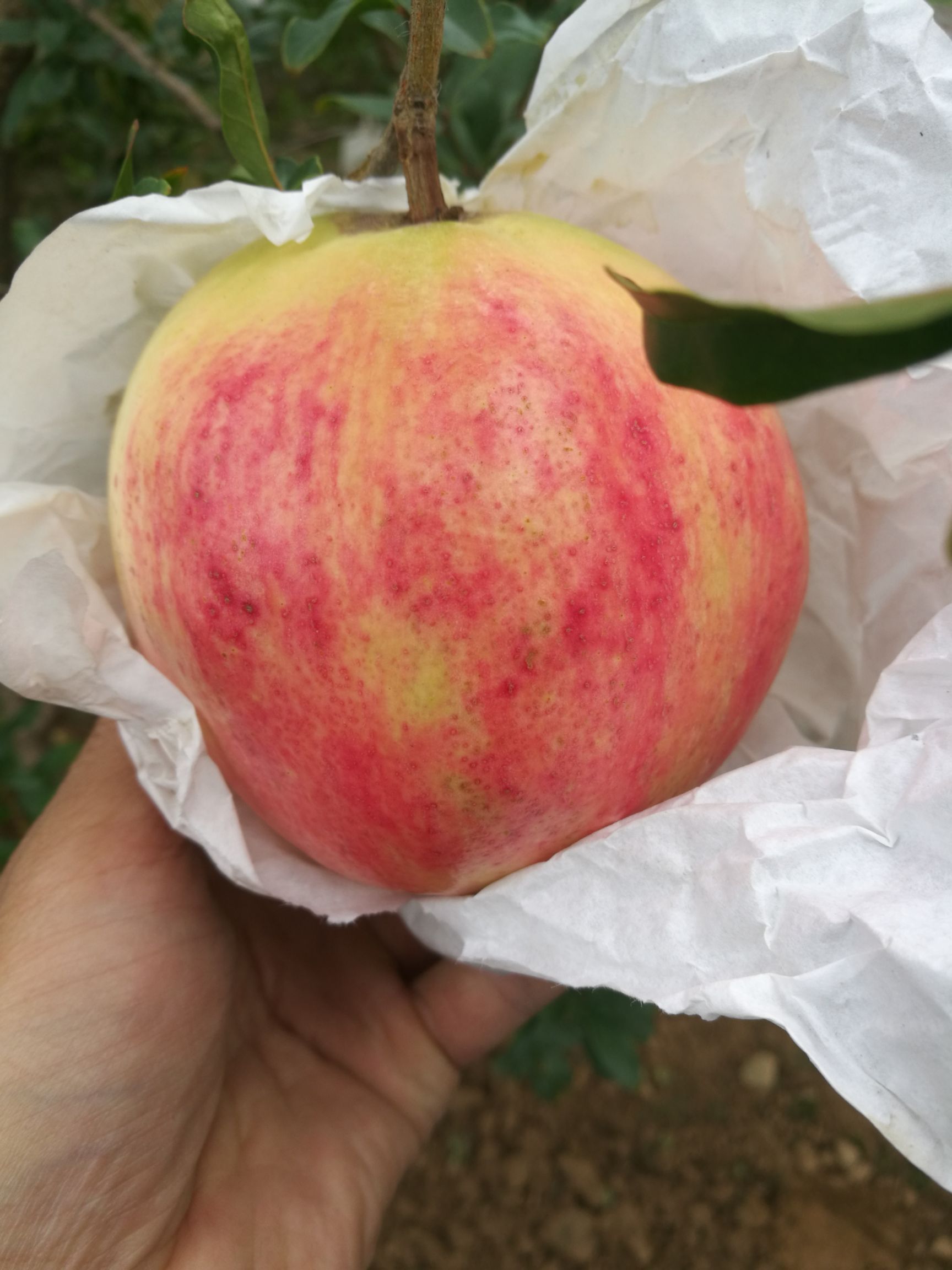  正宗河阴软籽石榴