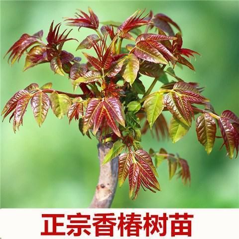 红油香椿苗 珍品红油香椿树苗南北方种植，盆栽地栽，香味醇厚，餐桌佳品