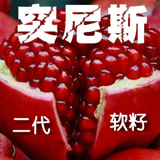 突尼斯軟籽石榴樹苗 軟籽石榴突尼斯二代大石榴紅石榴一年苗兩年苗三年苗