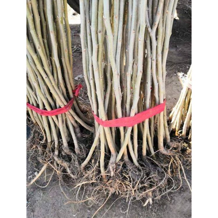  桑山桑苗，包质量，包品种，包存活率 死亡苗补发