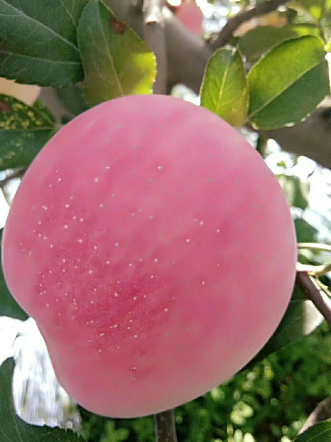 红富士苹果 陕西省宝鸡市陈仓区 纸+膜袋