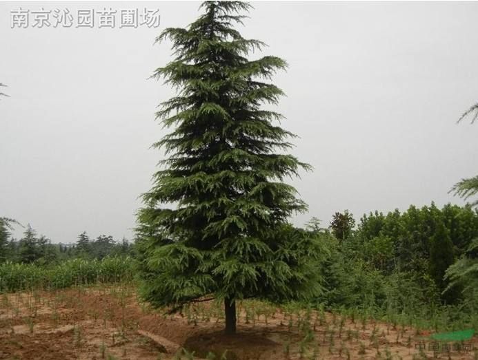  千亩雪松种植基地