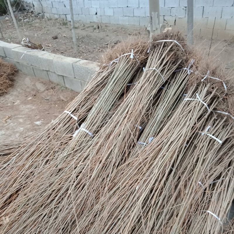  桑山桑苗，包质量，包品种，包存活率 死亡苗补发