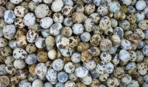  土鹌鹑蛋，白羽鹌鹑蛋，产地直供