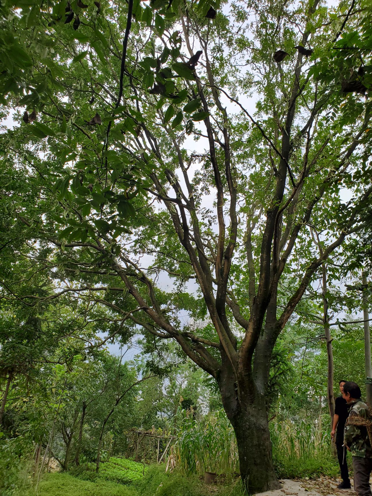  皂角树，米劲57公分，货源地贵州，有需要的联系