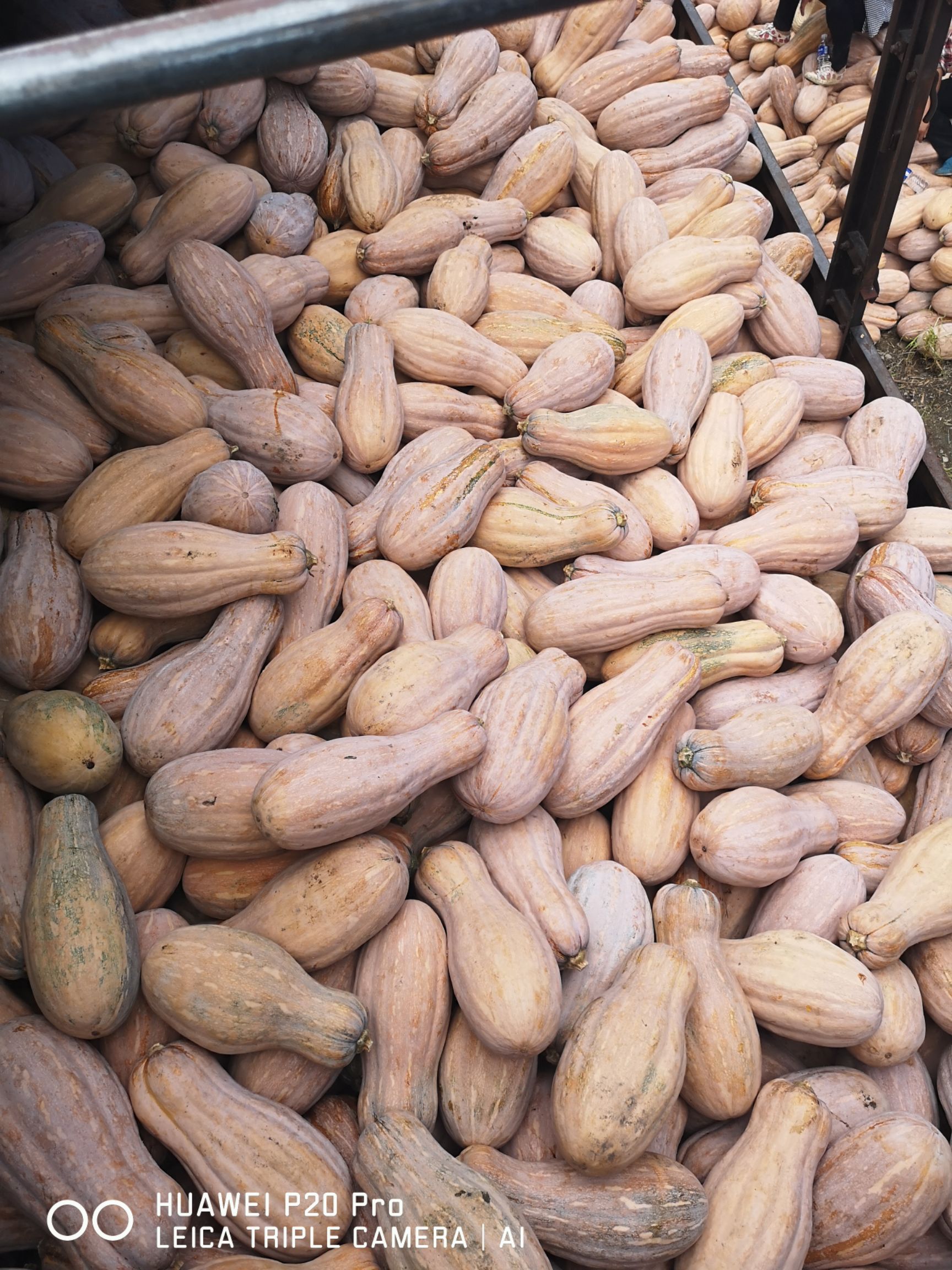 金韩密本南瓜，全红瓜，8成熟的都有货