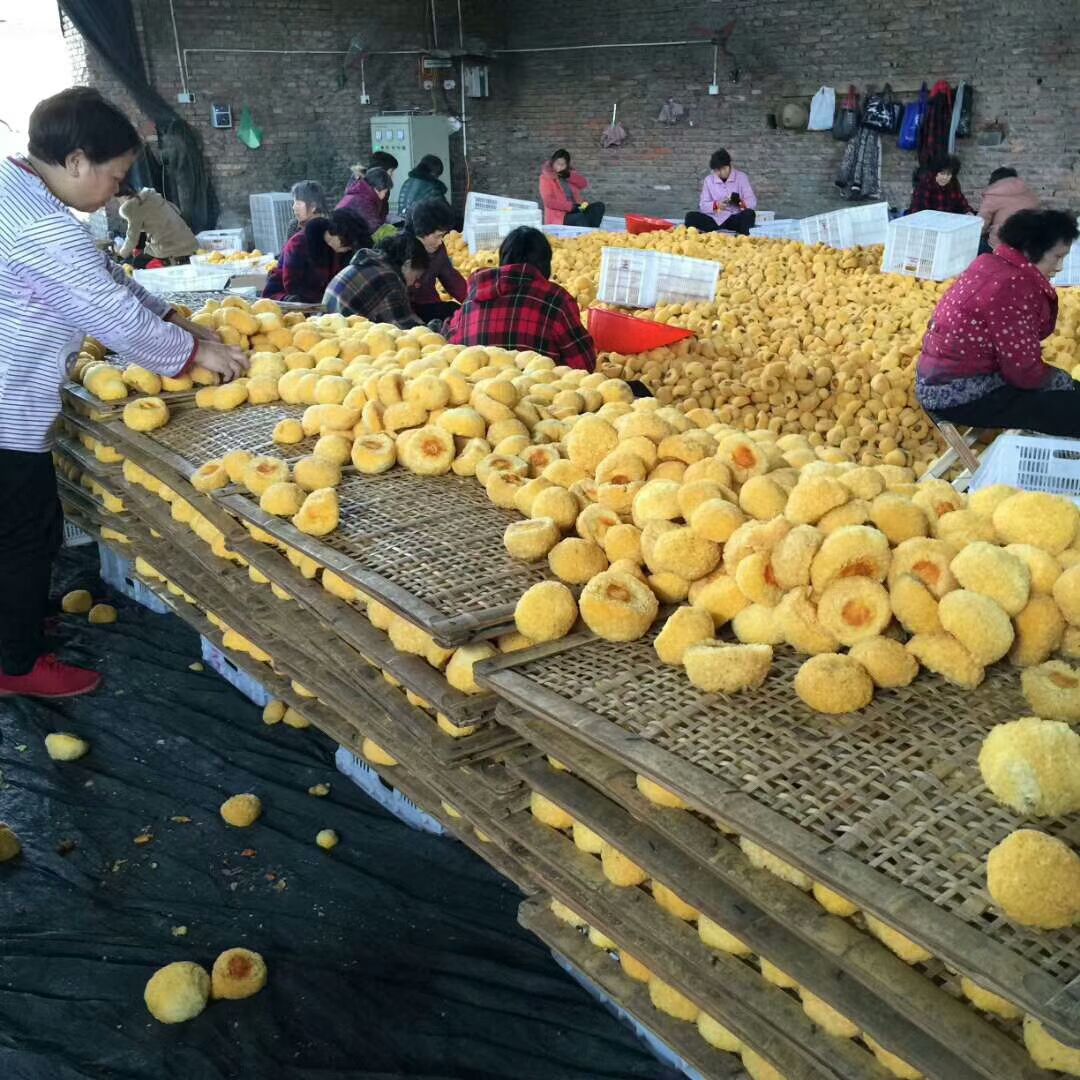 银耳金耳丑耳糯耳古田直发