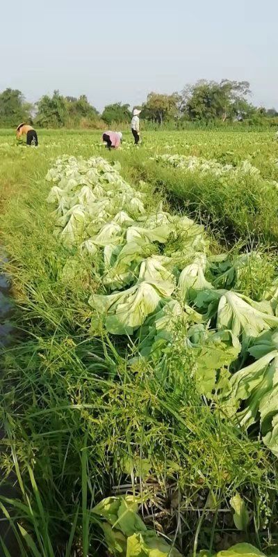 富川县包心芥菜
