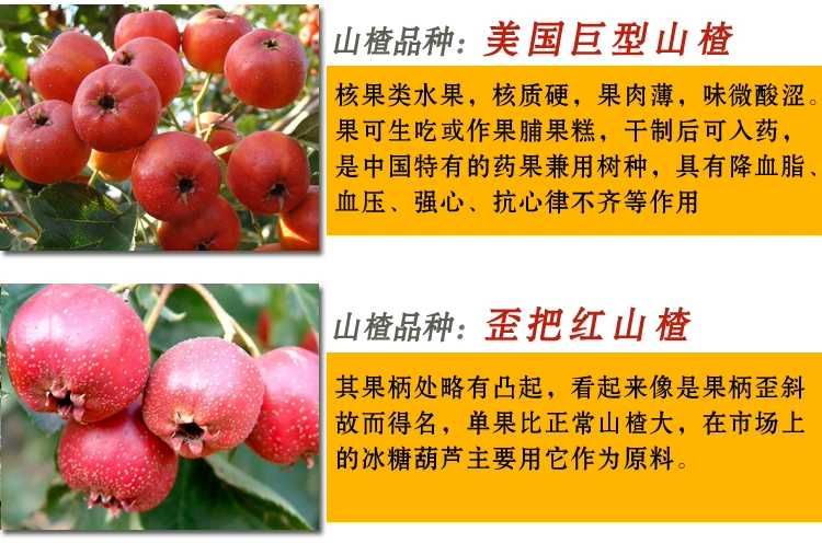  山楂果树苗 大金星山楂树苗 山里红山楂树苗大量供应 包成活