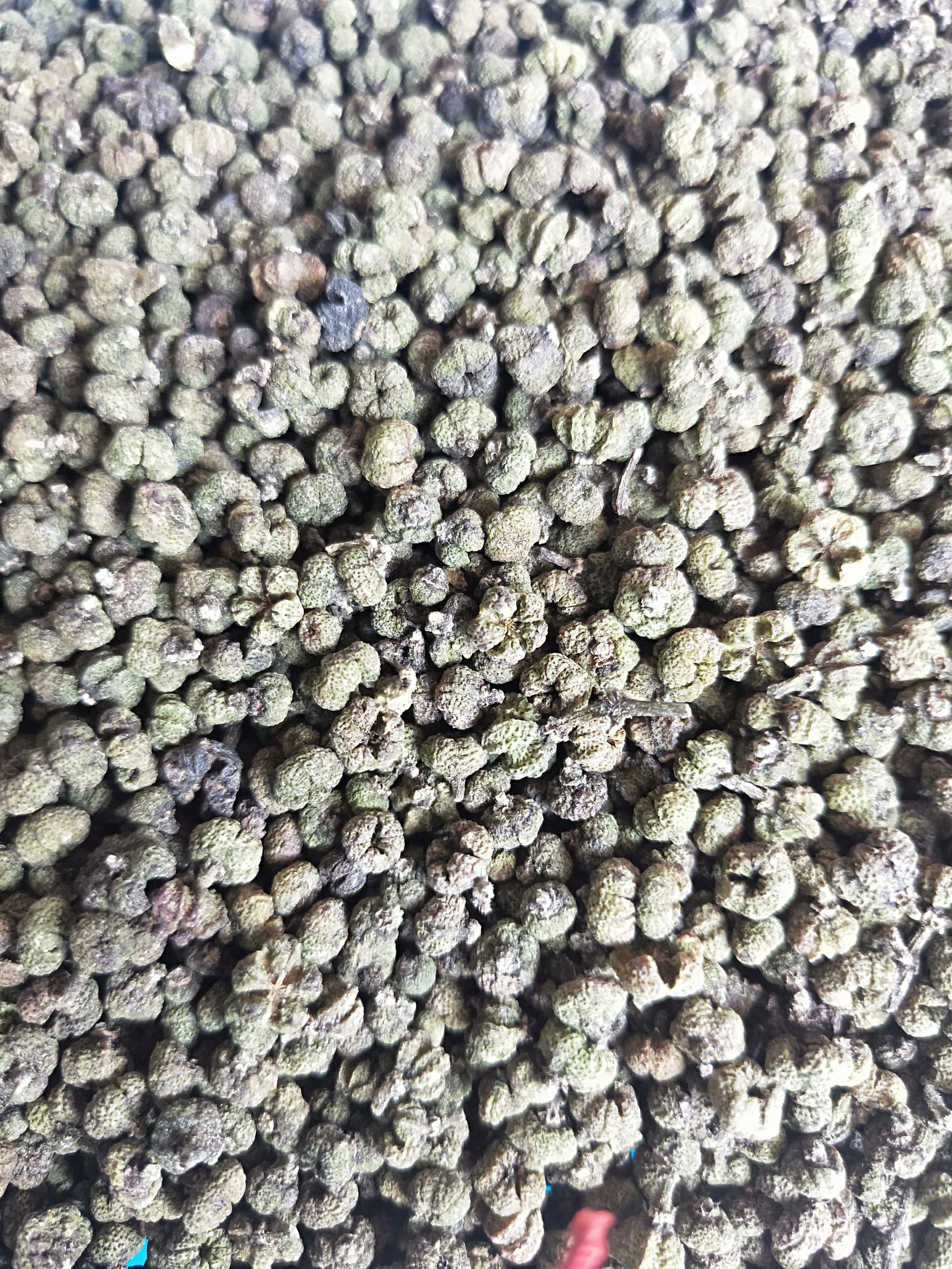 广西中花吴茱萸统货出售