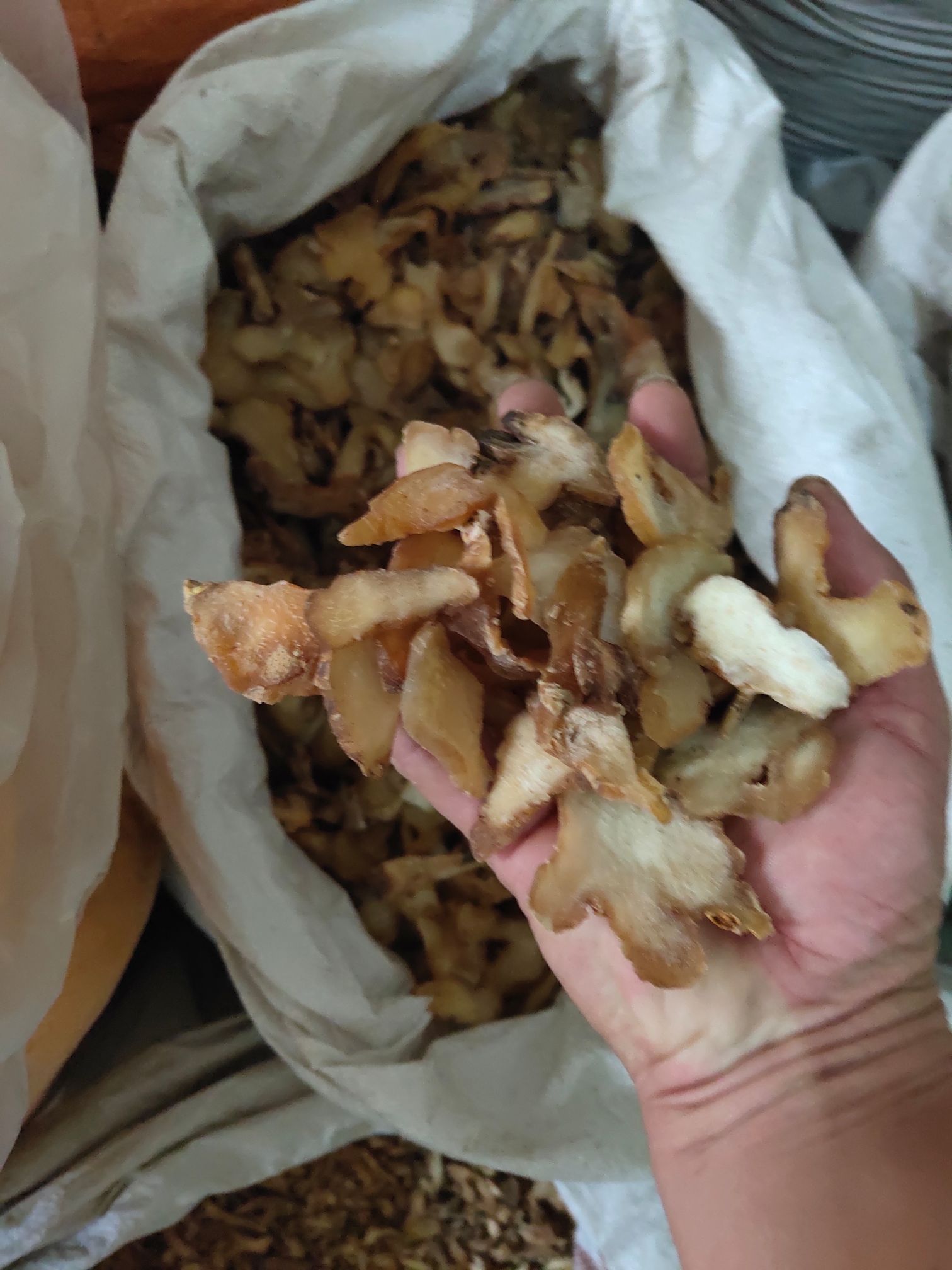 鸡头黄精 补气养阴，健脾，润肺，益肾！