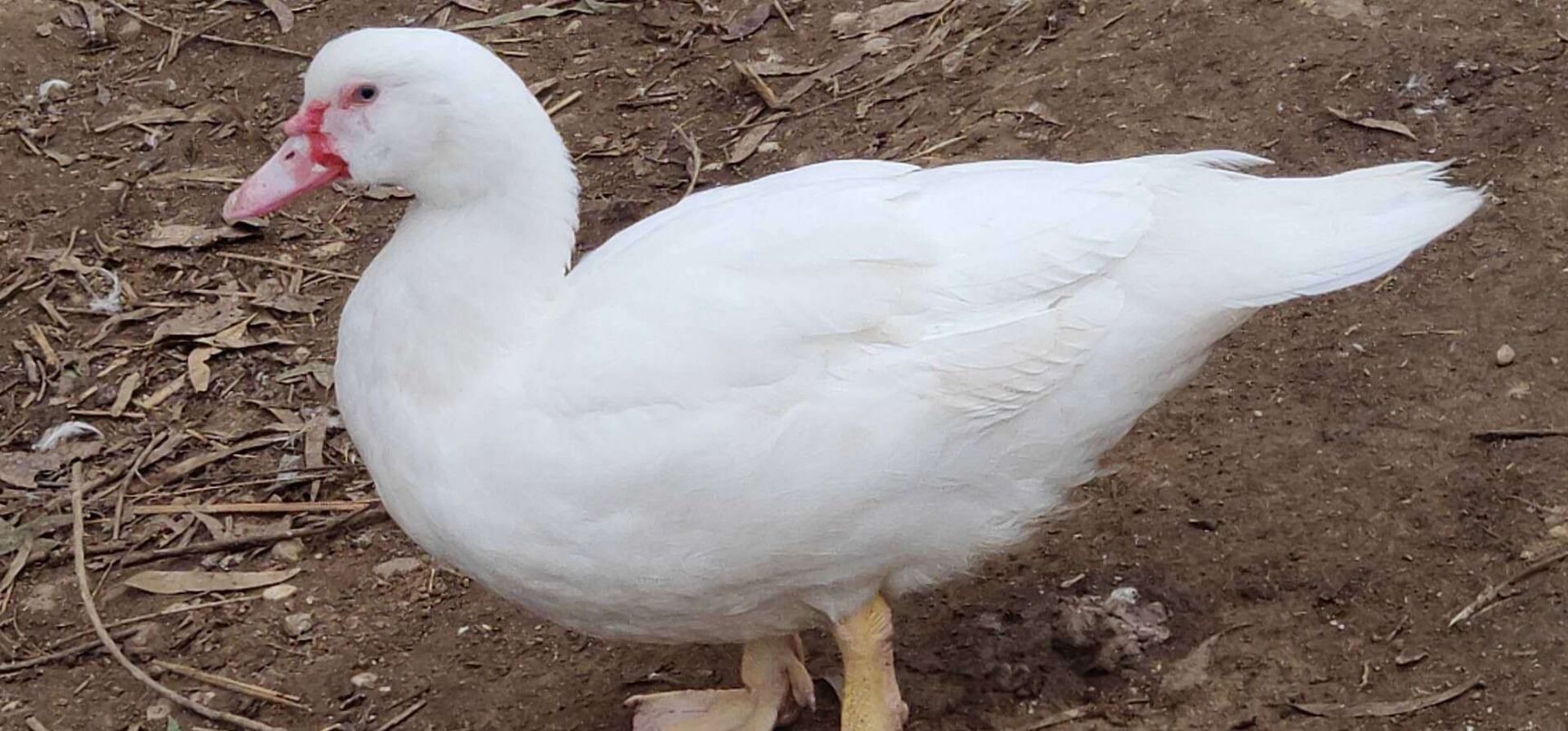  白番鸭苗白西洋鸭苗出壳苗注射疫苗