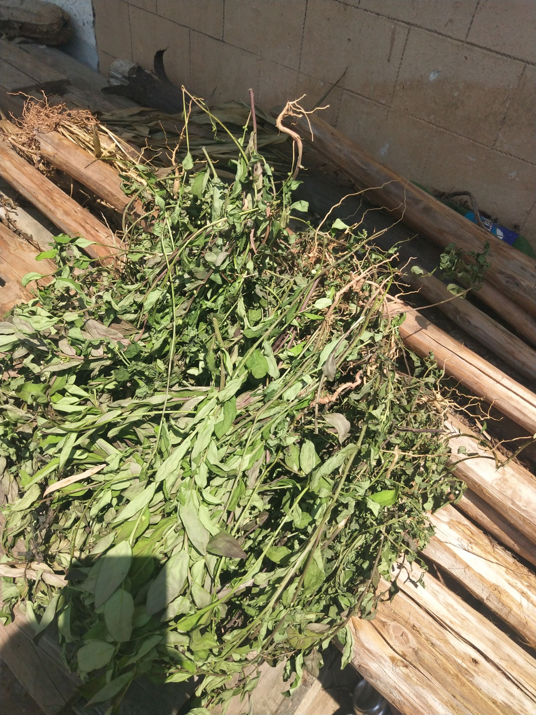 小金牛草  大金牛草干货