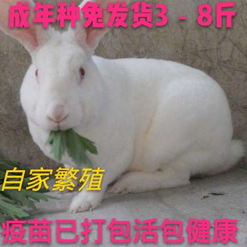 肉兔  新西兰大白兔种兔活体发货3斤青年兔，具体咨询客服