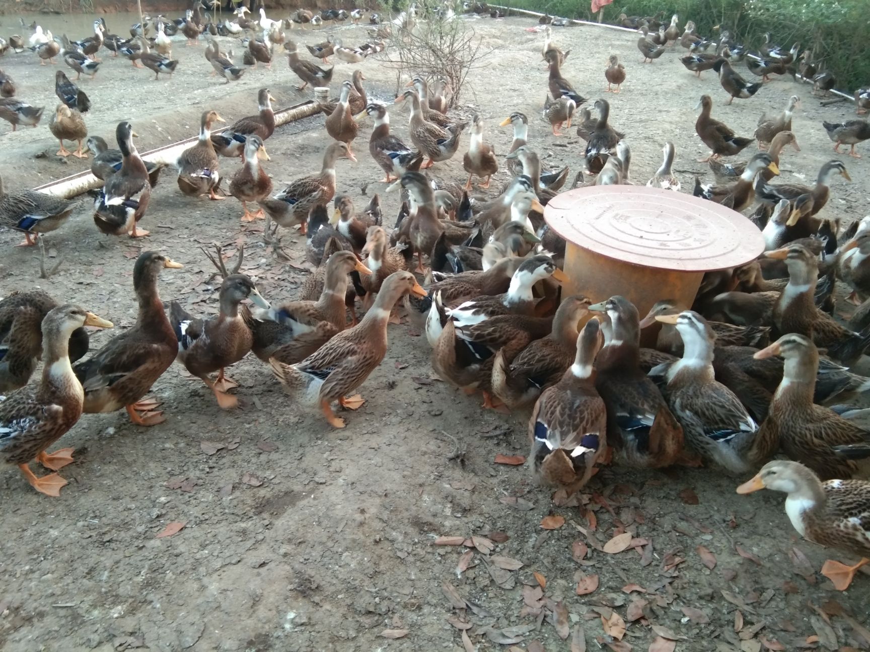  广西省贵港市平南县镇隆镇，一千二百只麻鸭60－61天