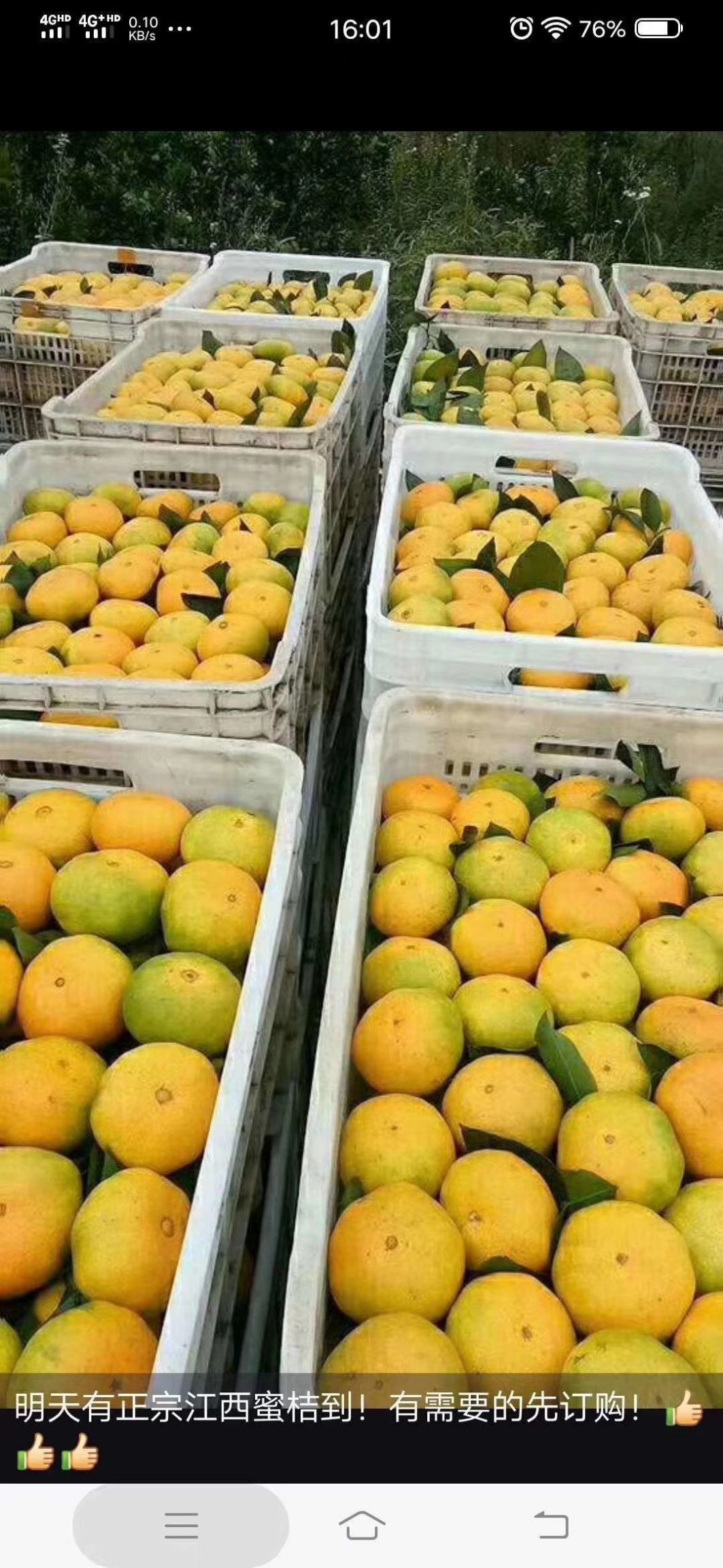  柑桔.早熟桔子.叶桔国庆蜜桔.普早蜜桔.普早柑橘产地大量上市