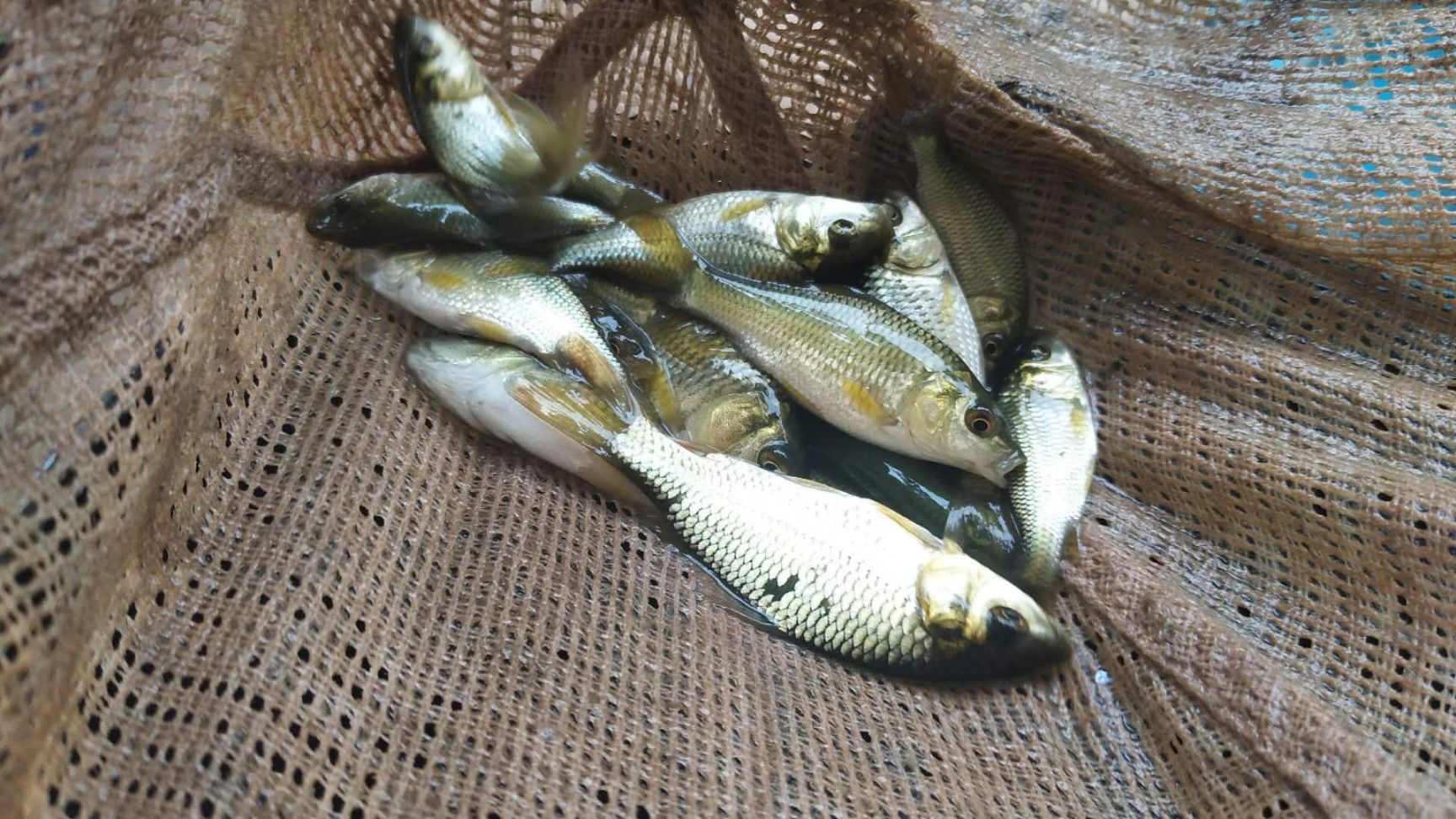  草鱼苗，各种鱼苗，品种好，长势快。成活率高