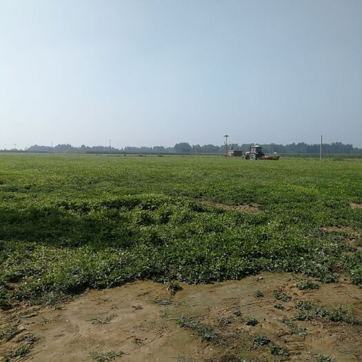 南乐县 水浇地转包800可中山药，辣椒，花生，牛蒡等
