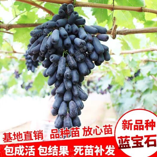 平邑县 甜蜜蓝宝石葡萄树苗 嫁接葡萄苗 包技术 包成活 包品种