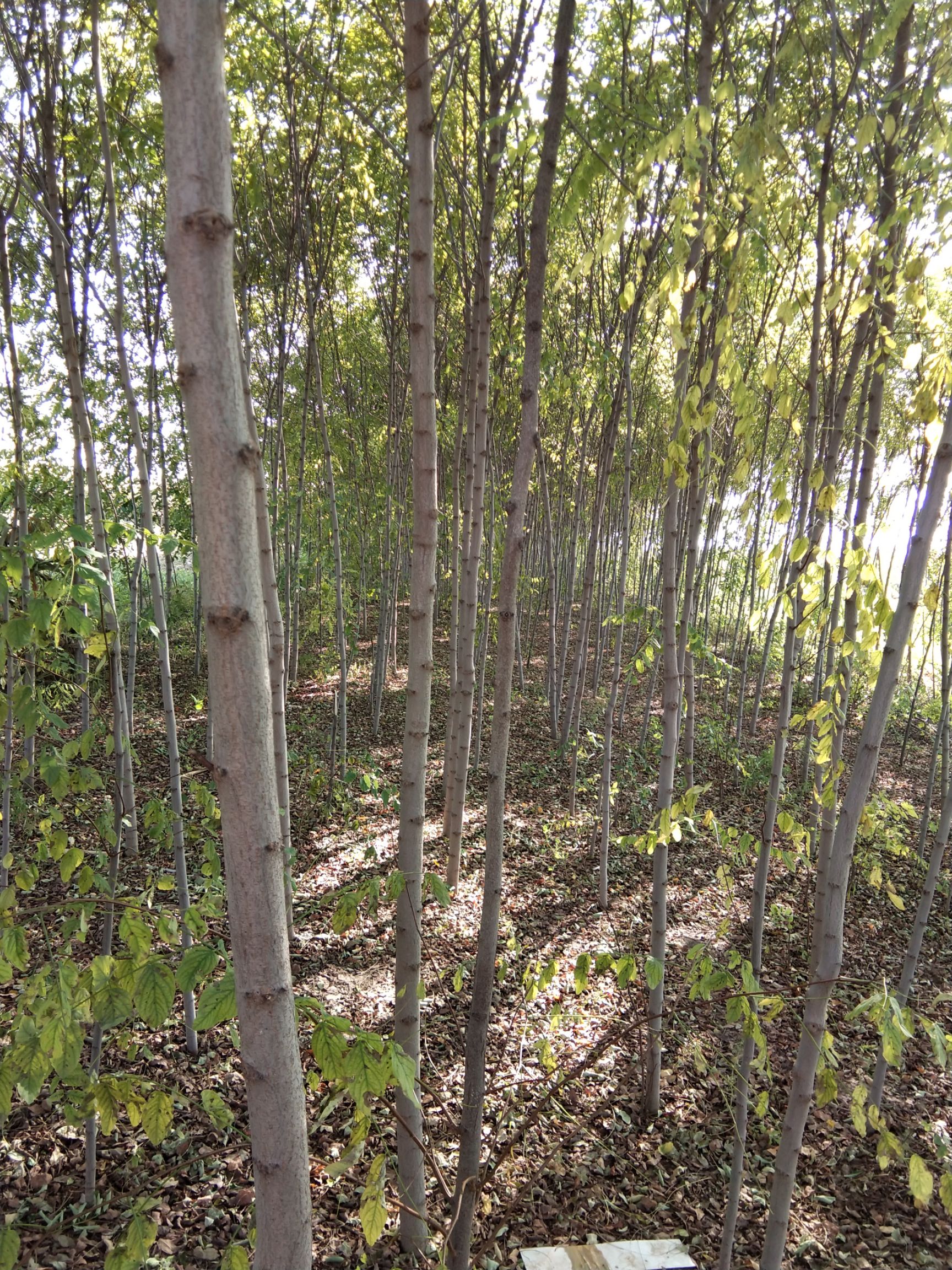 香花槐（苗圃货
）