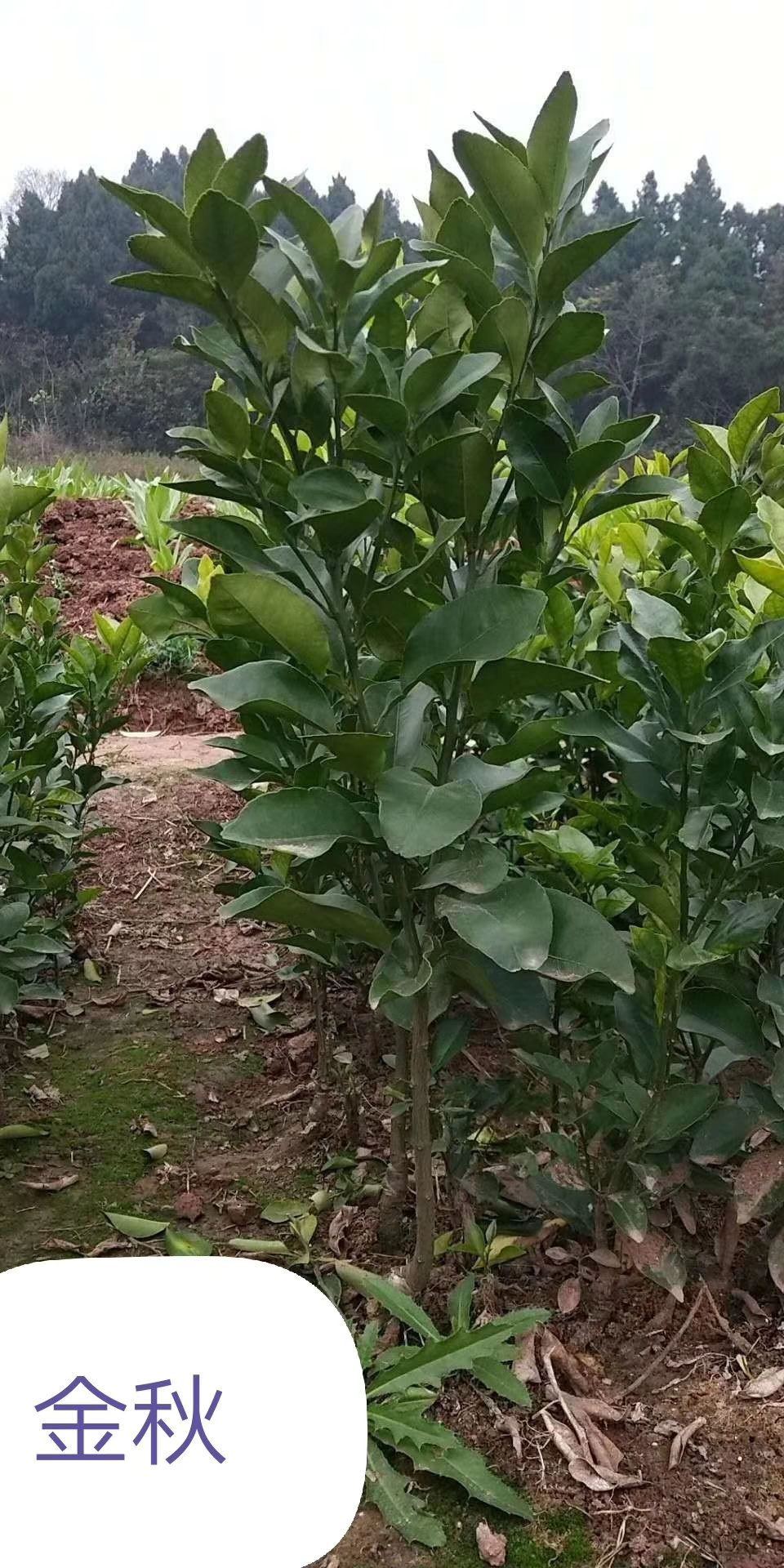 沙糖桔苗  早熟砂糖橘苗