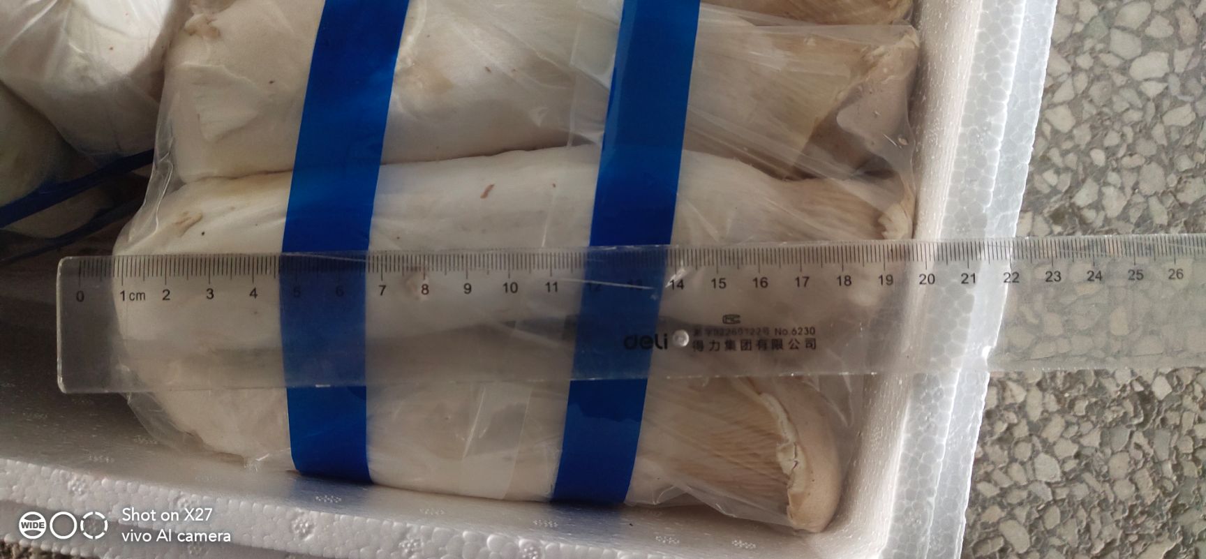  新鲜杏鲍菇现发现摘蘑菇香菇菌类批发特产