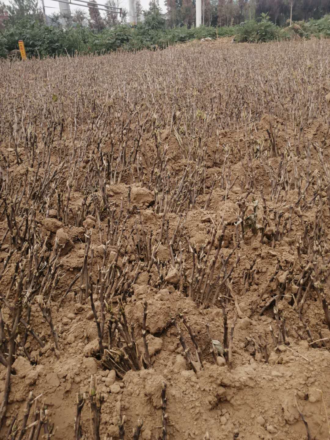  观赏牡丹，观赏芍药基地