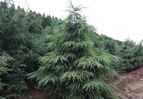 上蔡县 千亩雪松种植基地